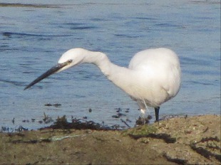 Aigrette garzette